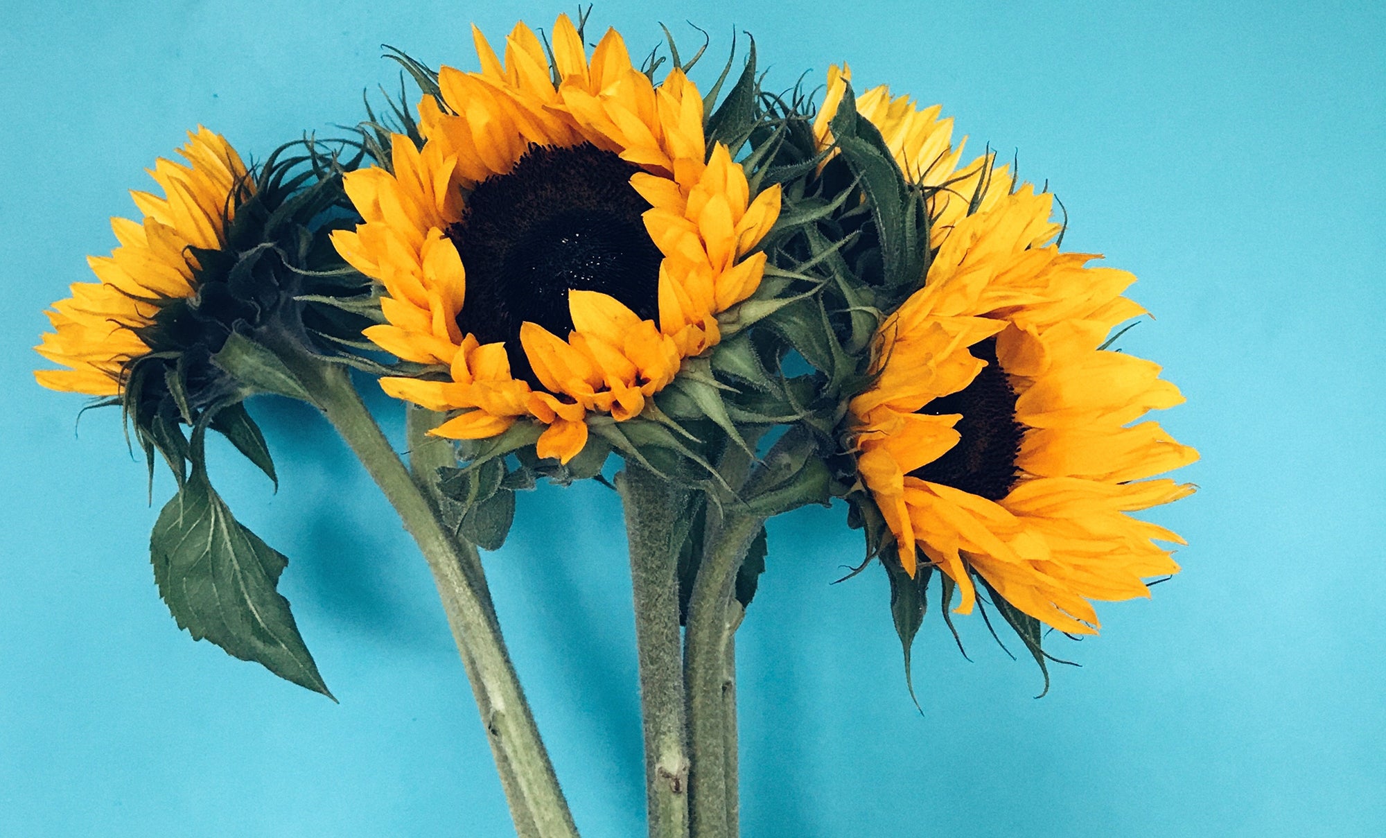 Everything you need to know about Vitamin E