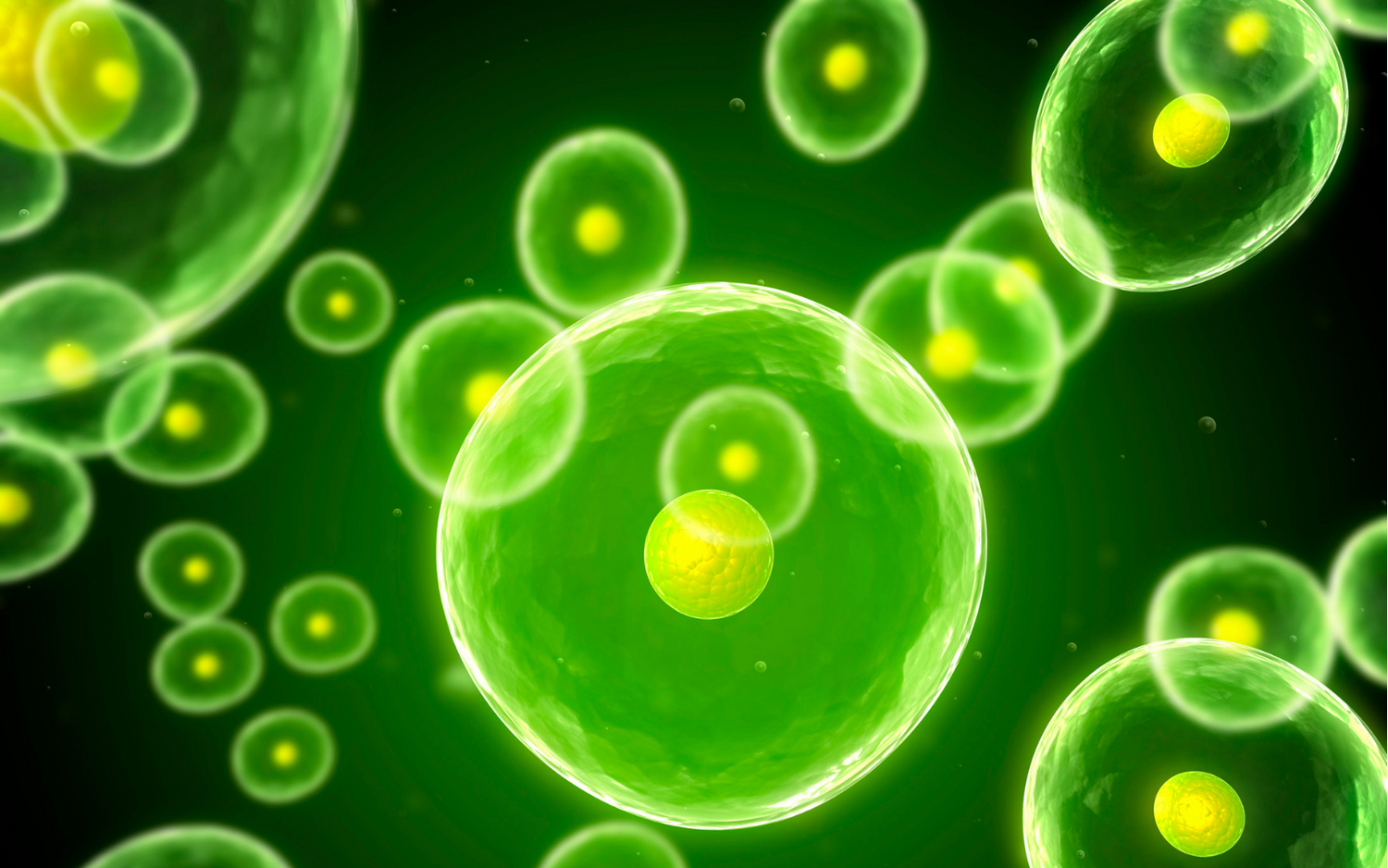 What is Cellular Nutrition?